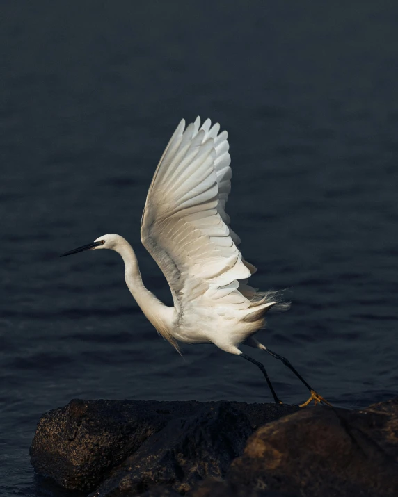 a small white bird flying over some water