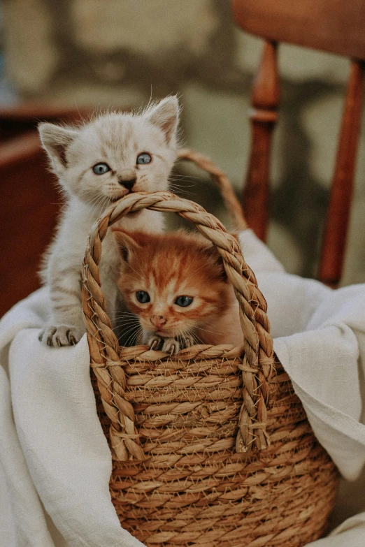 two kittens in a wicker basket on a table