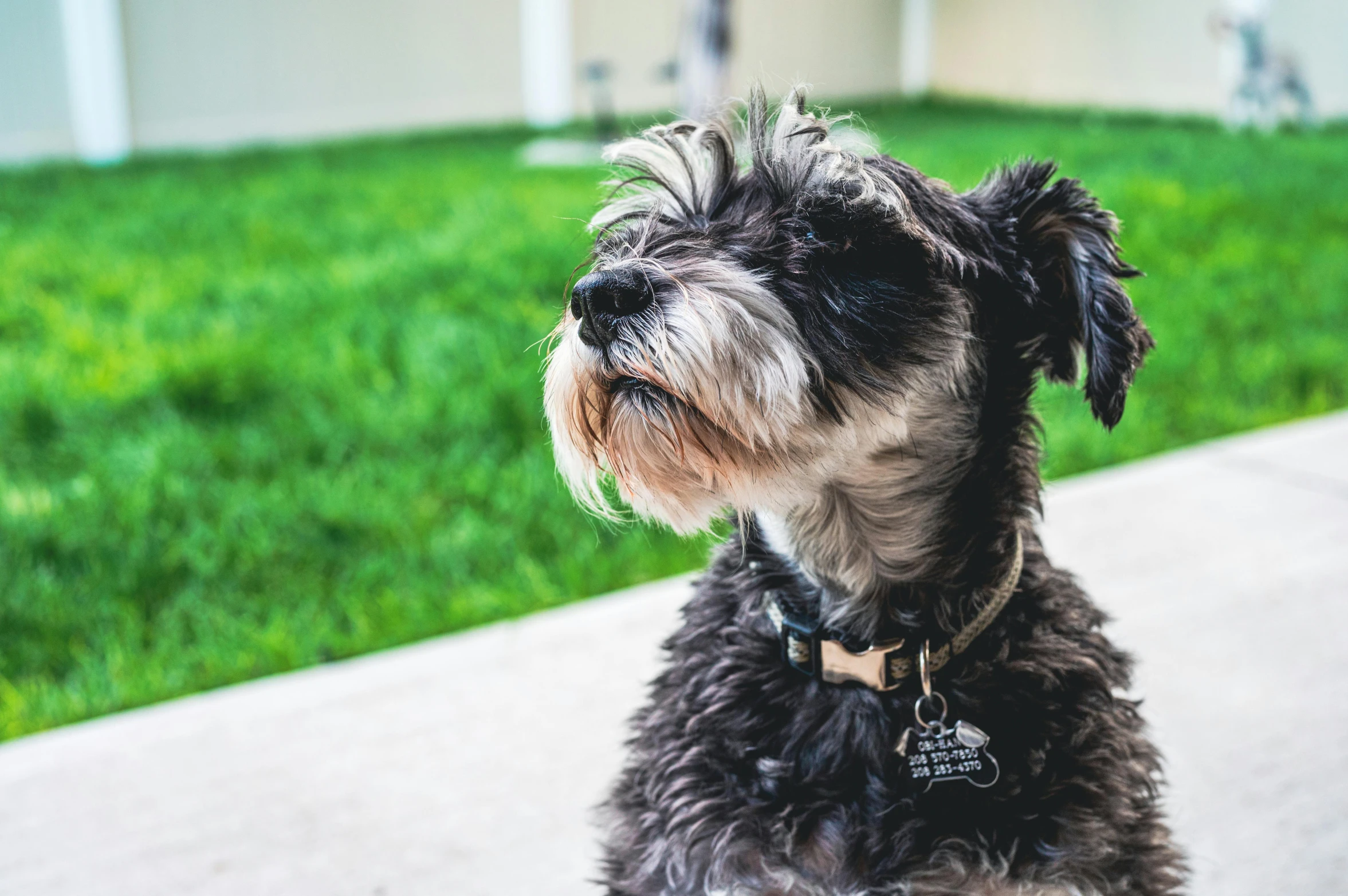 there is a little black and gray dog on a leash