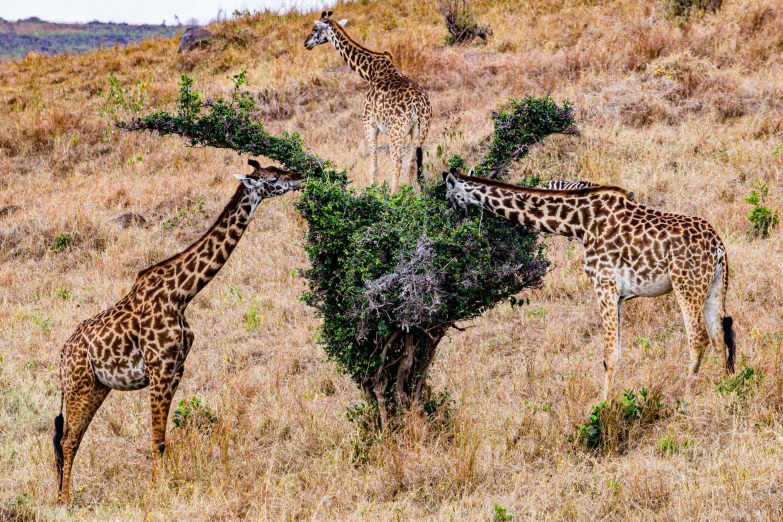 three giraffes eat from a small tree