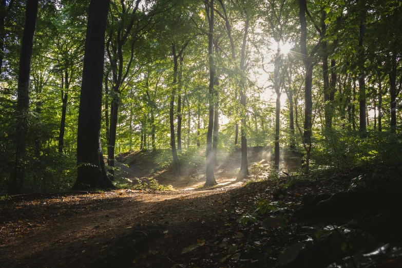 a path that is in the middle of a forest