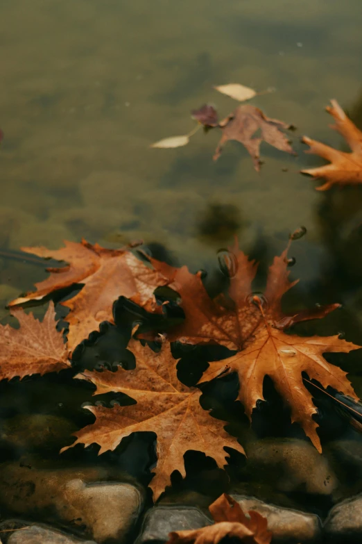 autumn leaves resting on the rock in the water