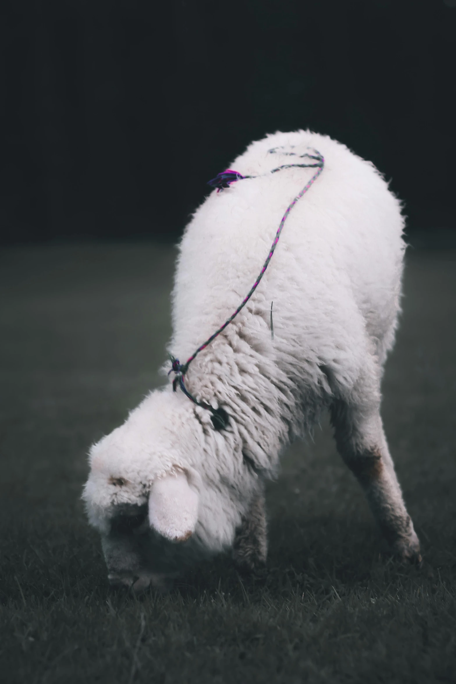 the white wool is tied to a sheep's neck