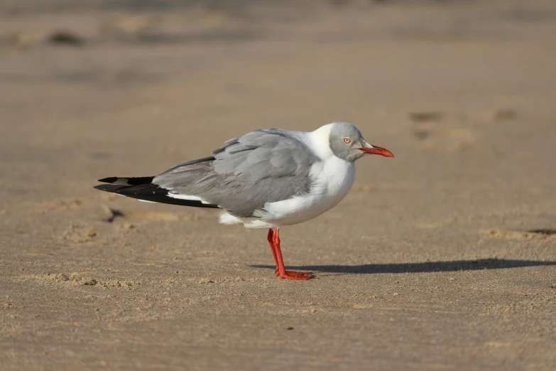 the seagull has grey, white and black wings