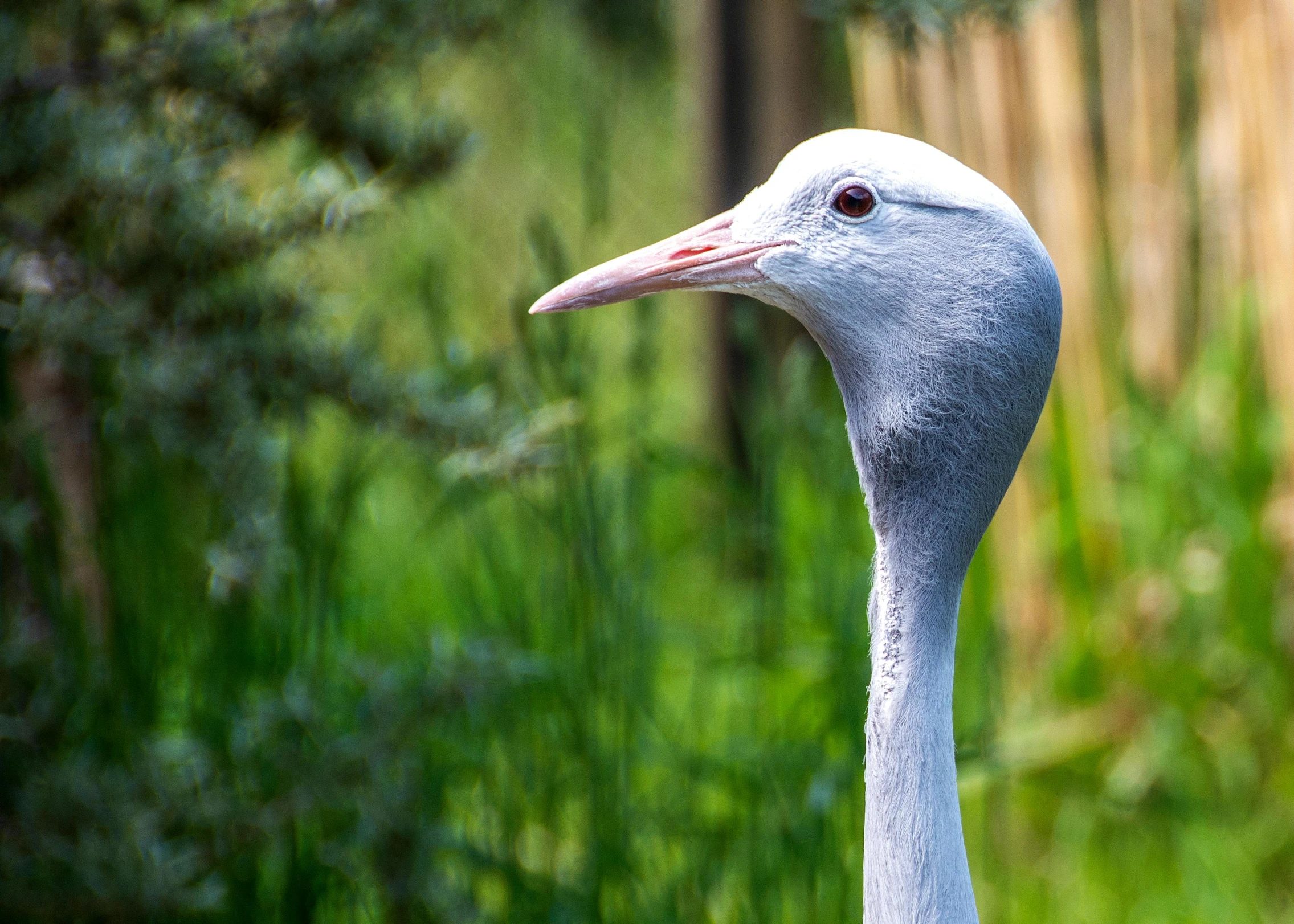 the large bird is standing next to a green grassy area