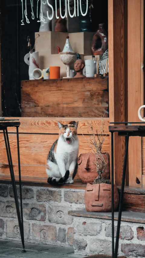 cat sitting next to table with a basket and small potted plant