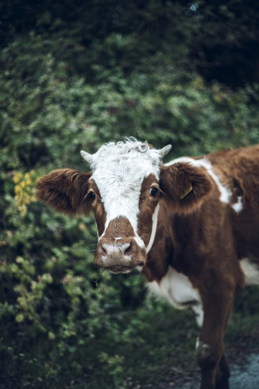 a close up of a cow near a bush