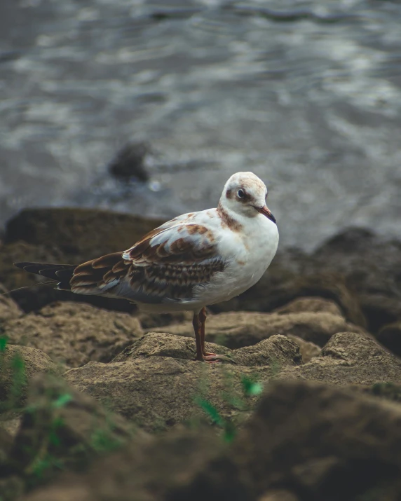 a seagull is sitting on a rock by the water