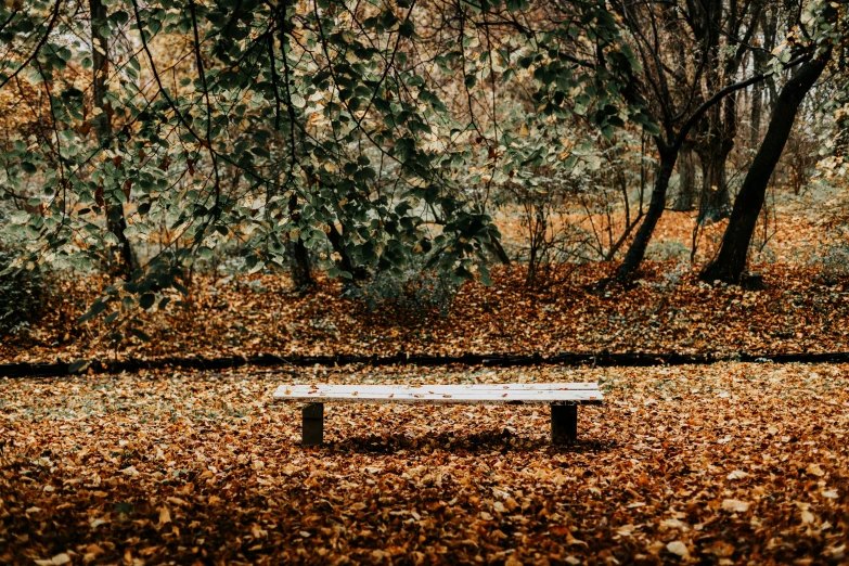 park bench with fallen leaves on the ground