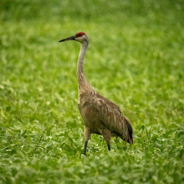 a long legged bird with a black beak stands on the grass