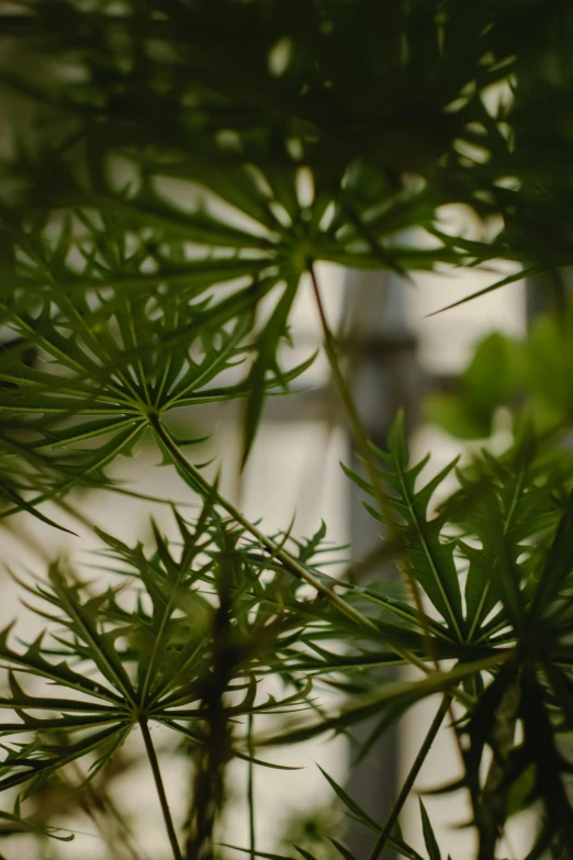 a close up of a tree with many leaves