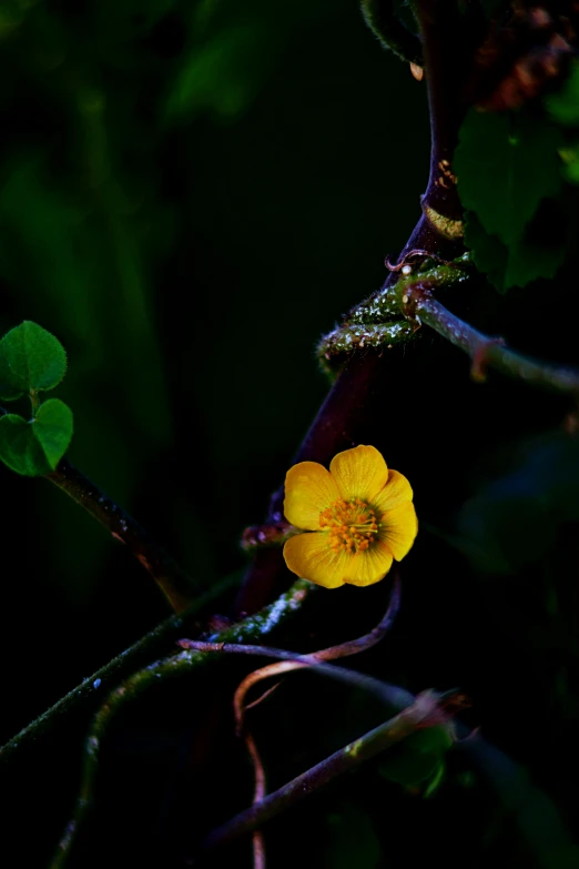 a single flower on a tree nch next to a leaf