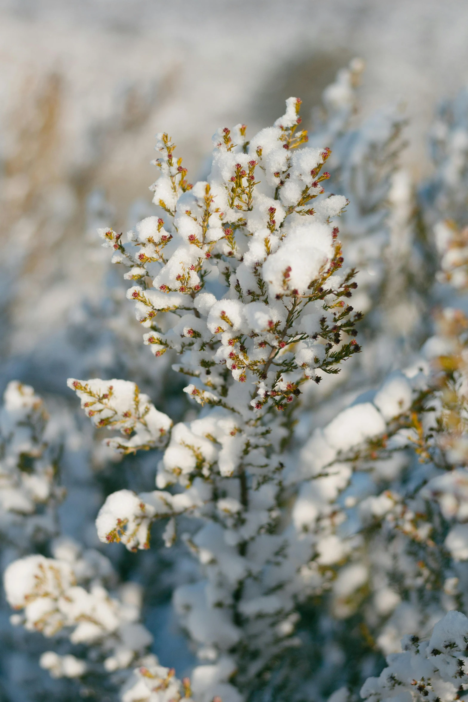 a snow - covered plant sitting on the ground with lots of snow