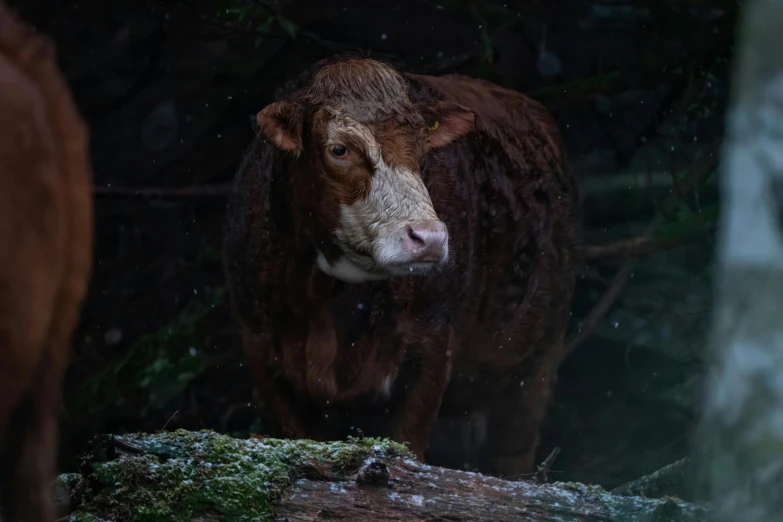 a cow stands looking at the camera with its nose open