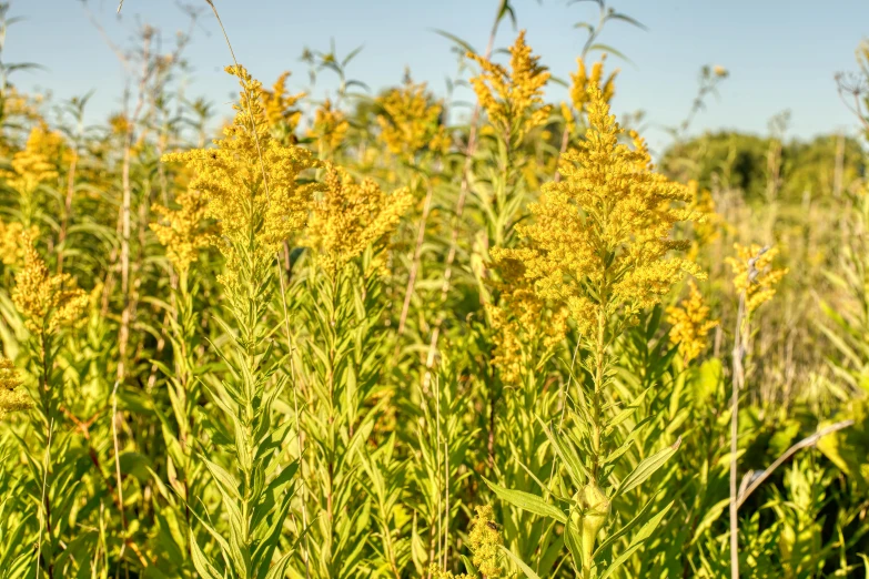 a field with a lot of tall plants and green grass