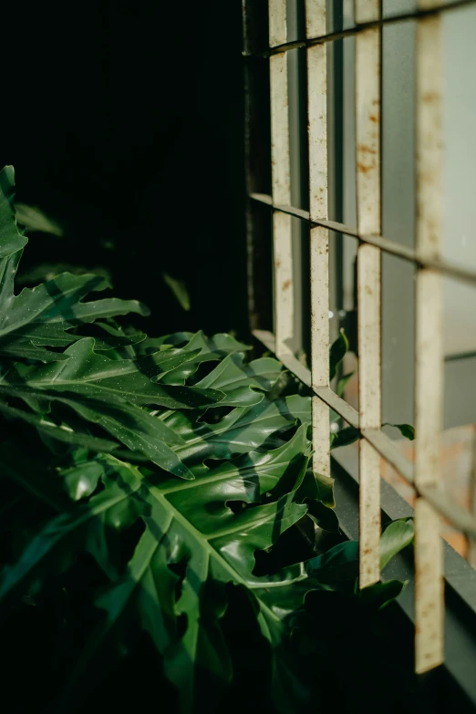 this is a close up of green leaves in a room