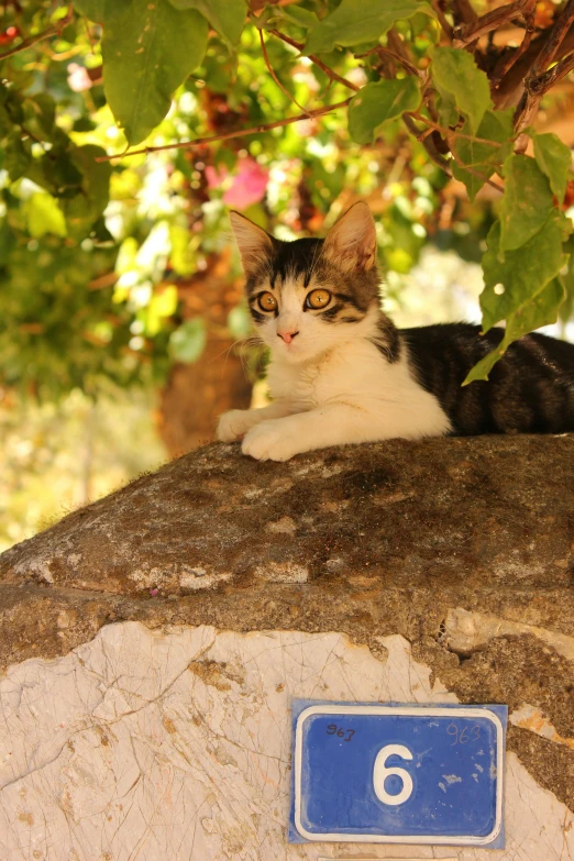 a cat that is laying down on top of a rock