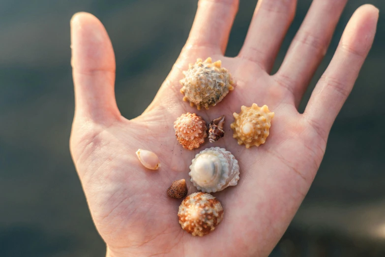 a hand that is holding several types of shells