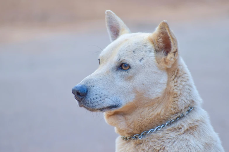 an image of a close up of a dog