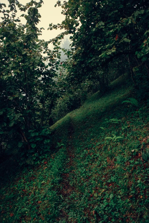 an area with trees and bushes on the side of a hill