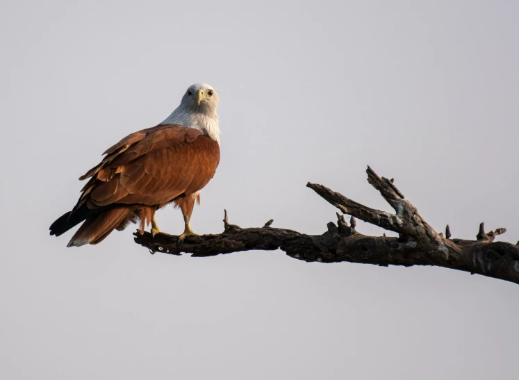 the eagle is perched on top of the tree nch