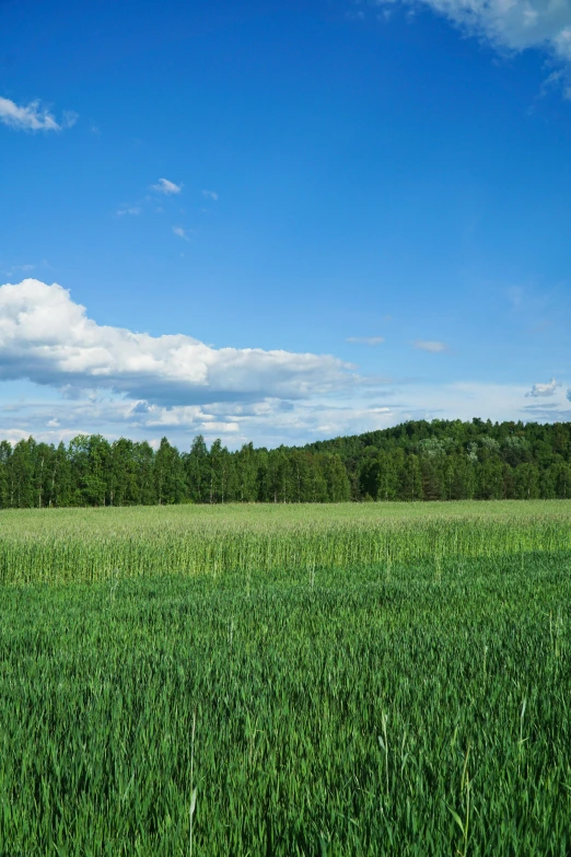 a man on a cellphone walking through a field