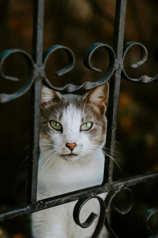 cat looking through the iron bars of an iron gate