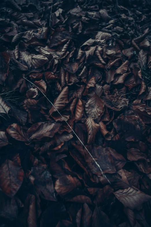 leaves on ground next to telephone wire in daytime