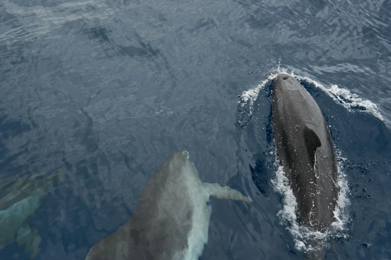 the dolphins are swimming with one of their young ones in the water