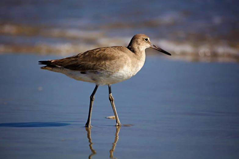 this little bird is standing in the shallow water