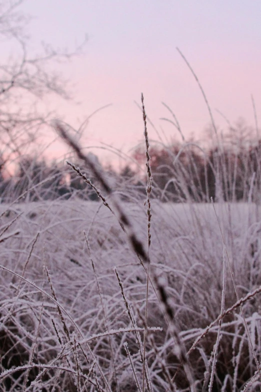 the view from behind a thicket of frosted grass