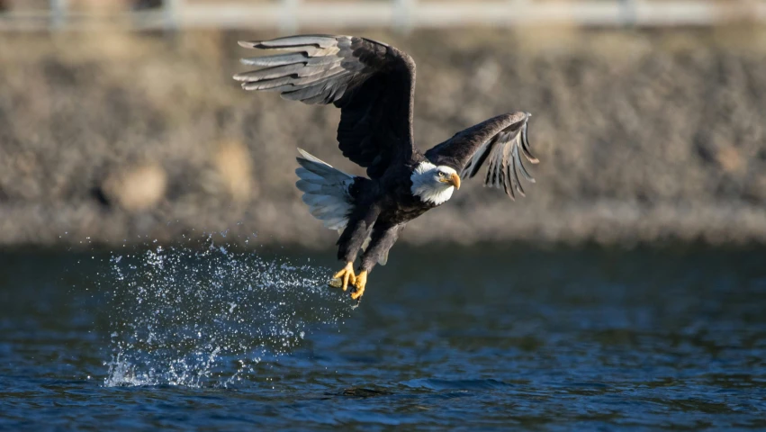 a black and white eagle is flying over water