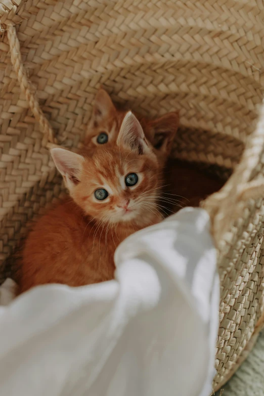 a small kitten peeks out from inside of a straw basket