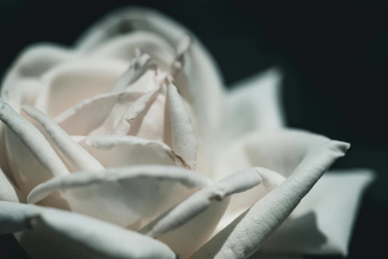 white rose flower with black background close up