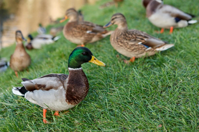 there are many ducks standing in a field