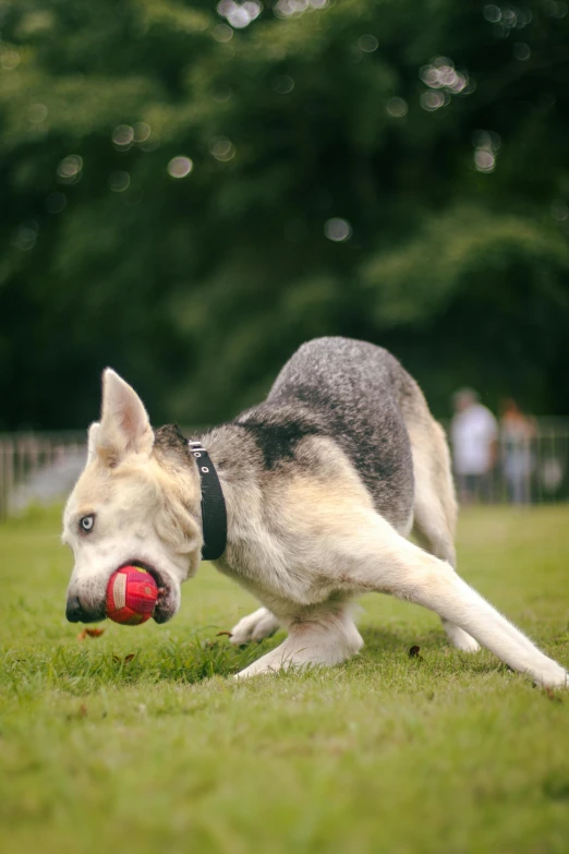 a dog that is on some grass with a ball