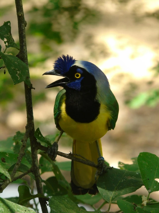 a small bird sitting on a nch with leaves in the foreground