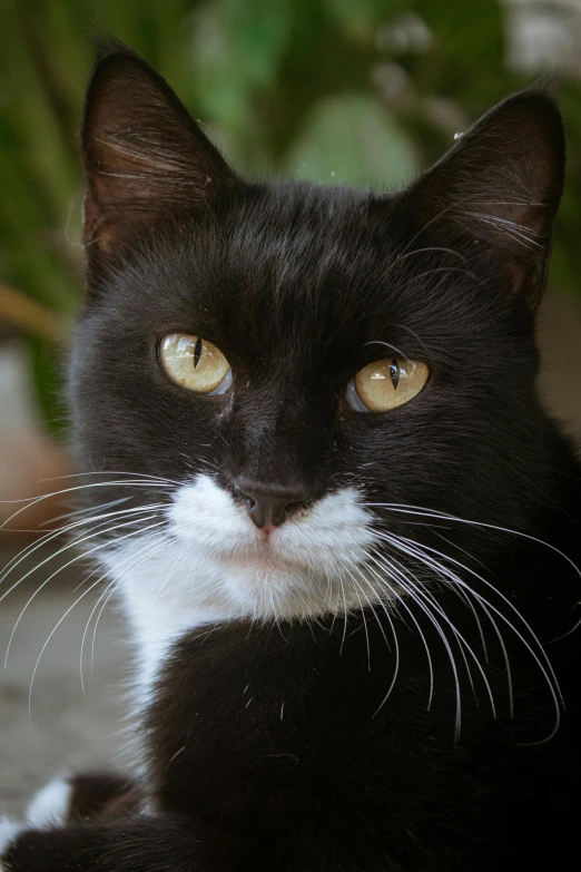 a cat that is looking at soing while sitting