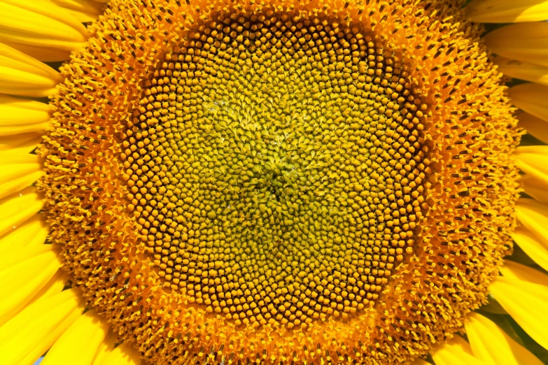 a close - up po of a sunflower, pographed with no lens in this view