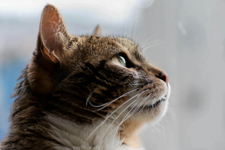 a cat stares outside of the window in a blurry po