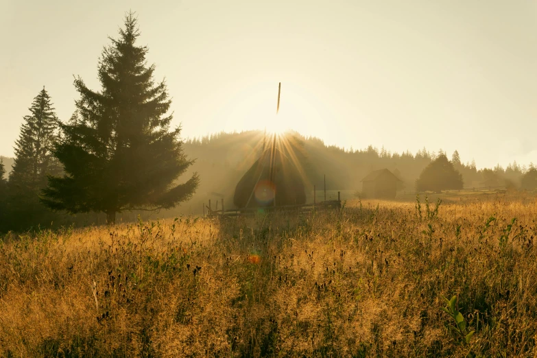 a grassy field in front of a lone forest