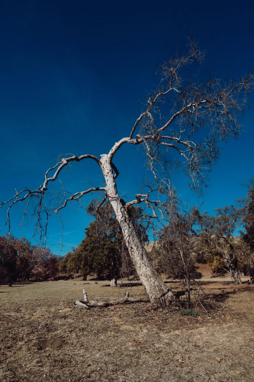 a lone tree in a dry landscape under a blue sky