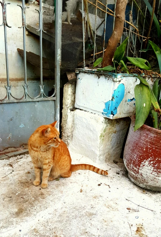 the orange cat is sitting on the ground near a wall
