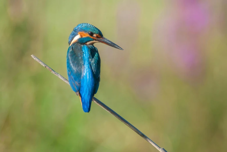 a small bird is perched on a nch