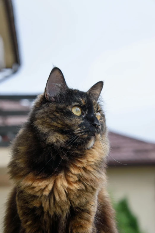 a cat sitting on top of a wooden chair outside