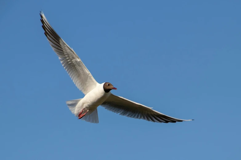 the bird has white wings and red beaks