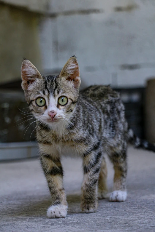 a young kitten is walking through the room