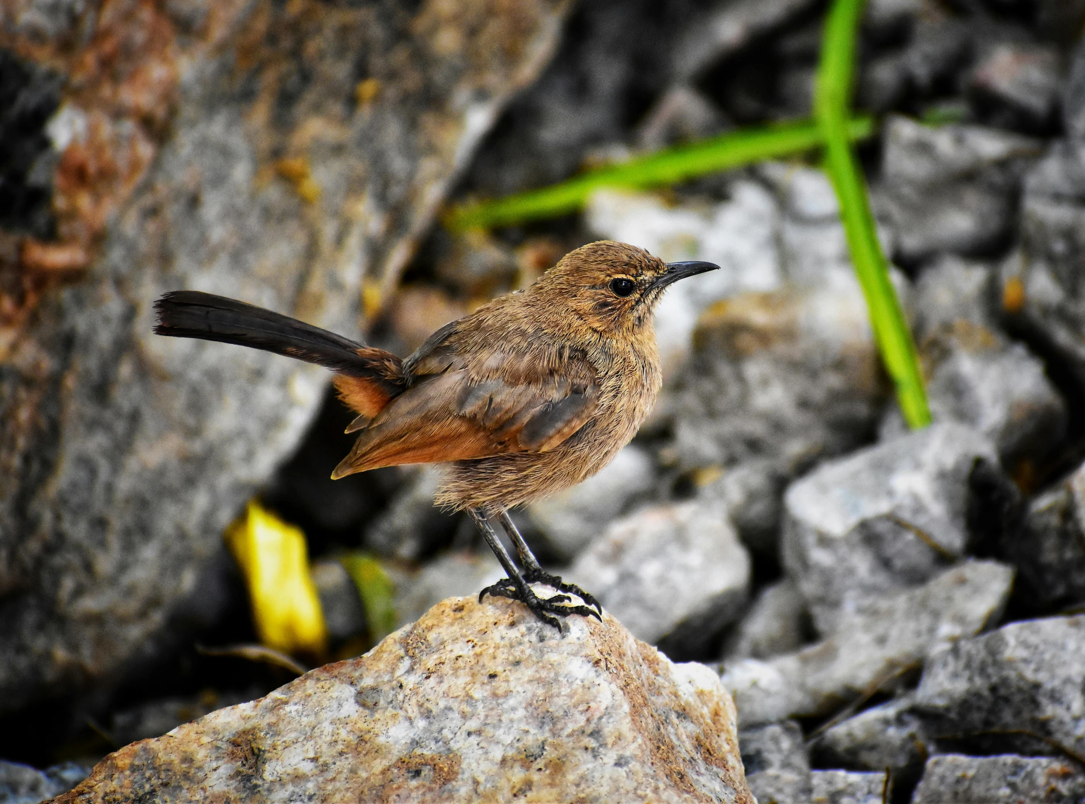 a brown bird with black wings is perched on a rock