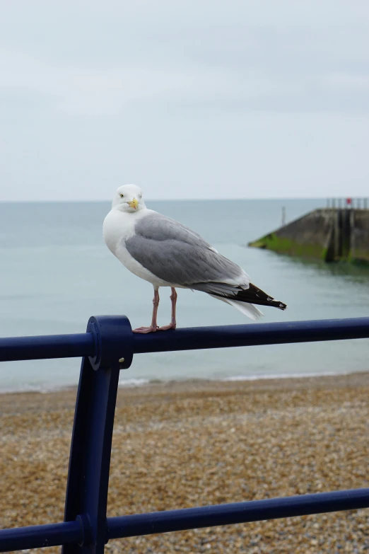 a seagull perched on the rail of a beach