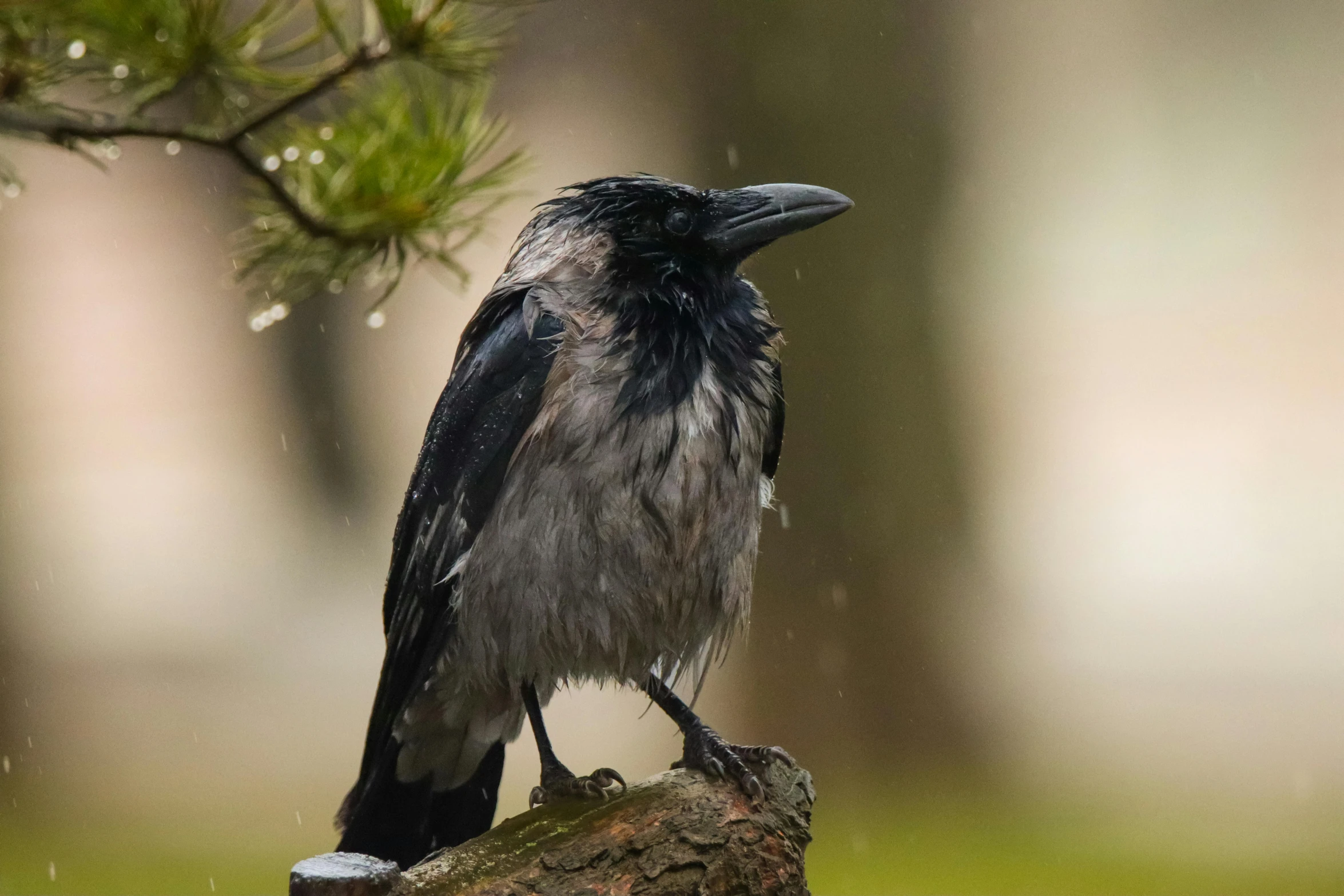 a crow is perched on top of a stump